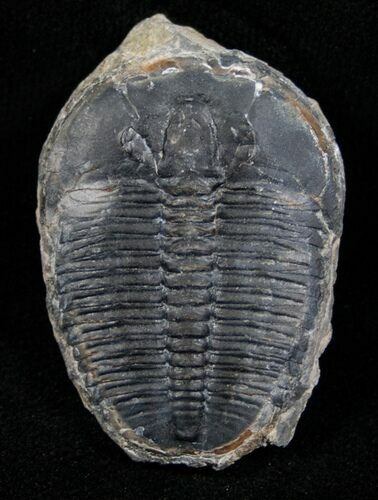 Elrathia Trilobite - Utah #6692